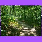 Belle on Trail.jpg